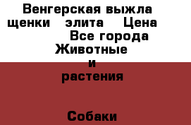 Венгерская выжла - щенки - элита  › Цена ­ 40 000 - Все города Животные и растения » Собаки   . Алтайский край,Алейск г.